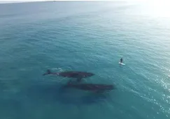 Las ballenas nadando cerca del surfista