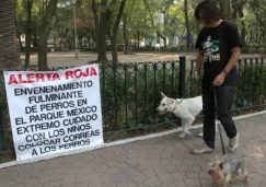 Dueño pasea a sus perros en un parque de la Condesa