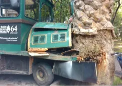 El tren se impactó con una palmera