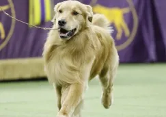 Perro en una competencia