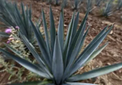 Planta de Agave Azul