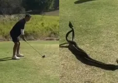 Dos serpientes protagonizan pelea en medio de un juego de Golf