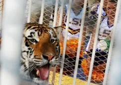 Aficionados de LSU reprueban planes de regresar a un tigre vivo enjaulado