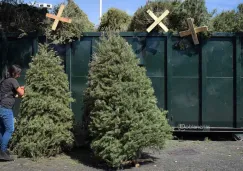 Pinos de navidad, ¿Dónde reciclarlos?