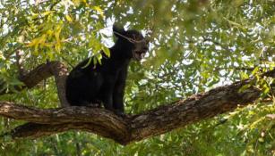 Uno de los osos que se coló al entrenamiento de Tigres, sobre un árbol