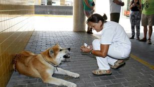 Maya espera a su dueña afuera del hospital