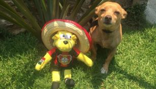 Brian posa con un perro chihuaheño en México