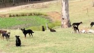 Perros se 'congelan' para realizar el reto del #MannequinChallenge