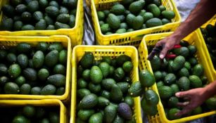 La actividad aguacatera es una de las más importantes en diferentes zonas de México