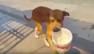 Perro busca agua en las calles de Lima, Perú