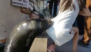 Momento exacto en el que la foca salta y arrastra a la niña al agua