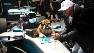 El perro de Lewis Hamilton, en un auto de la Fórmula 1