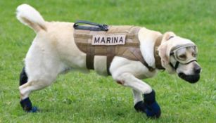 La perrita rescatista Frida en un entrenamiento