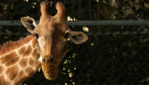 Jirafa es presentada en un zoológico