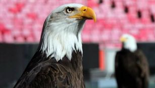 Águila del Benfica dentro del Estadio