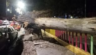 Fuertes vientos derribaron árboles en CDMX