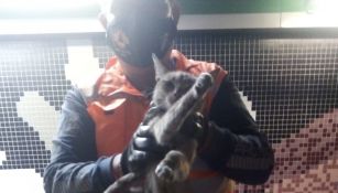 Gato rescatado en la estación Tepito del Metro