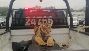 Tigre de bengala fue capturado en Cuautitlán Izcalli