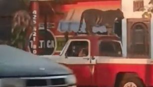 Tigre paseando arriba de una camioneta