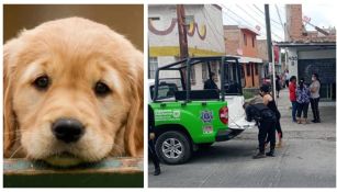 Veterinaria mataba perros y gatos para vender carne para tacos