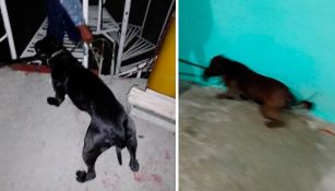 Perros son capturados tras agresión