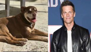 Tom Brady anuncia la muerte de su perro Lua, que adoptó con su exesposa Gisele Bundchen