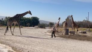 El animalito se acercó de inmediato con sus compañeros para poder convivir.