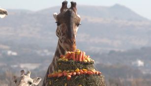 ¿Cómo reconocer a Benito entre las demás jirafas de Africam Safari? Te decimos cómo