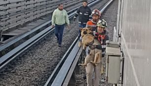 Rescatan lomito en el Metro ¡Conoce la historia!