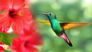 Los colibríes, en peligro extinción por ‘culpa’ del amor, San Valentín  y la brujería