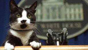 ¡Festeja a tu michi! Hoy es el Día Internacional del Gato