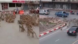 La ciudad Lop Buri en Tailandia es el escenario de los encuentros.