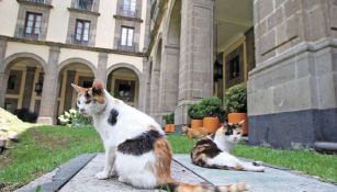 Gatos que viven en Palacio Nacional tendrán alimentación y cuidado de por vida, por orden de AMLO