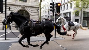 Los animales estaban heridos luego de escapar a un estruendo en la calle.