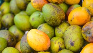 Estados Unidos también suspende exportación de mangos producidos en Michoacán 