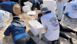 Los huevecillos fueron puestos en hieleras para su resguardo por el alto oleaje que se prevé.