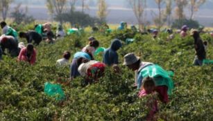 Con condiciones laborales precarias, trabajadores agrícolas en Italia son esclavizados