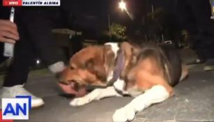 El perrito muerde a reportero cuando intentó acariciarlo