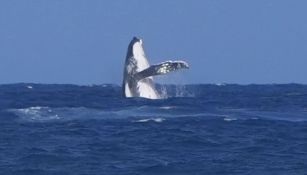 La ballena que fue vista cerca de la competición de surf en París 2024