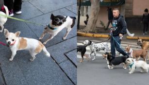 Las mascotas que sean paseadas sin portar correa recibirán multa en la CDMX