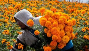 La flor de Cempasúchil es la flor más popular en estas temporadas