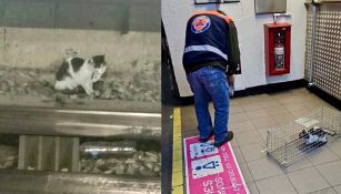 El gatito fue rescatado de las vías del metro 