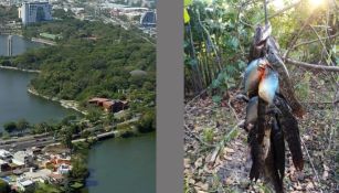 Pirañas son aparentemente vistas en el estado de Tabasco