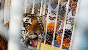 Aficionados de LSU reprueban planes de regresar a un tigre vivo enjaulado