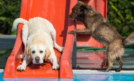 Balneario abre sus puertas para las mascotas