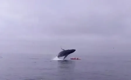 Ballena salta y cae sobre turistas en California 