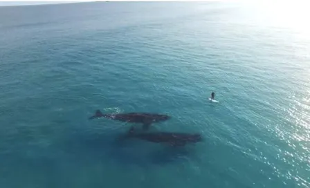 Dron capta momento en que surfista convive con ballenas 