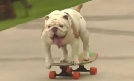 Bulldog consigue récord Guinness en patineta