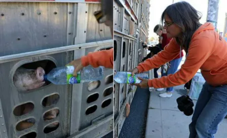 Activista podría ir a prisión por dar agua a cerdos