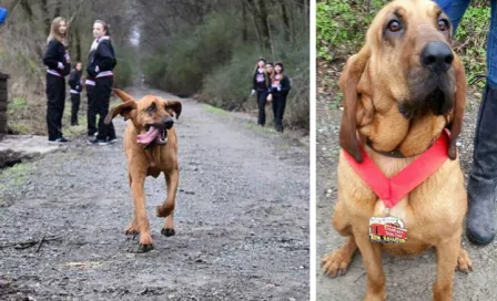 Perrita escapa de su casa y corre medio maratón